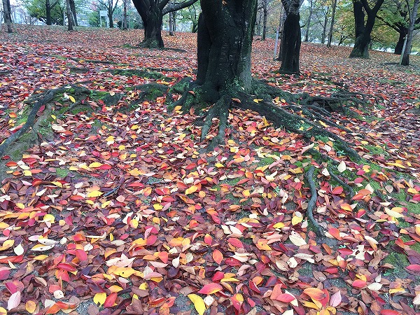 毛馬桜之宮公園の紅葉