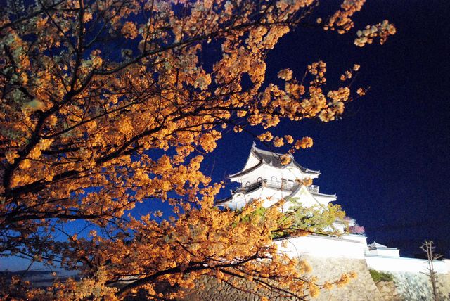 岸和田城の桜 ライトアップ