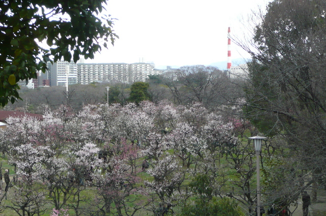 大阪城公園の梅林