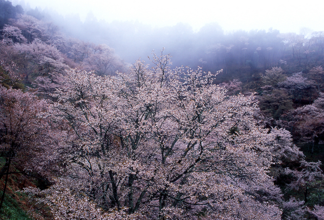 吉野山の桜見物