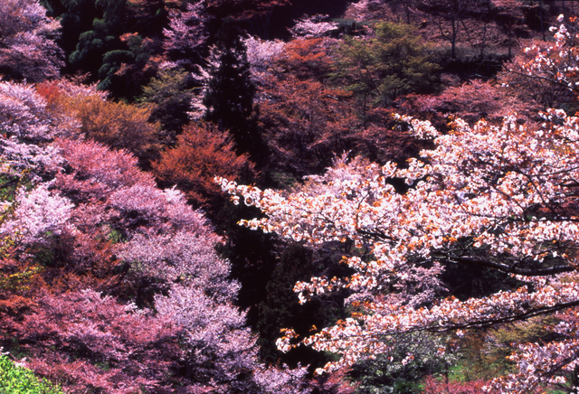 吉野山の桜見物